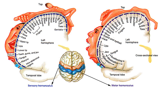 Motor korteks, duyusal korteks ve homunculus